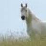 weißes Pferd