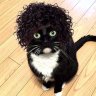 Meowz