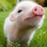 HippoBaby103