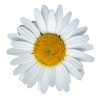 Alexa2508
