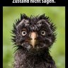 Zahnfee84