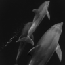 delfinschwester