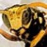 Wespe
