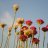 Blume-24