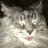catshome